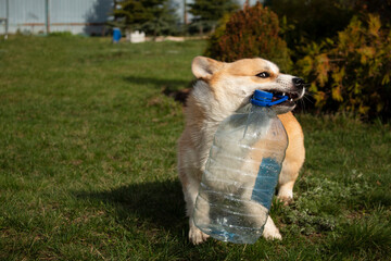 A cheerful baby corgi poses for the camera. Funny pets.