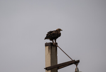 steppe eagle in the spring blooming steppe looks out for its prey