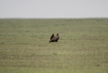 steppe eagle in the spring blooming steppe looks out for its prey