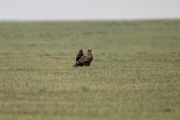 steppe eagle in the spring blooming steppe looks out for its prey
