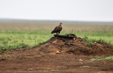 steppe eagle in the spring blooming steppe looks out for its prey