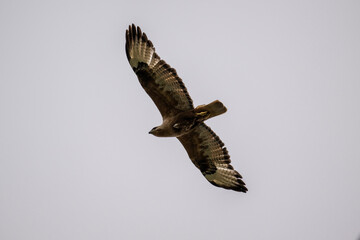 steppe eagle in the spring blooming steppe looks out for its prey