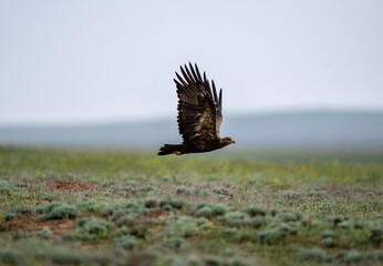steppe eagle in the spring blooming steppe looks out for its prey