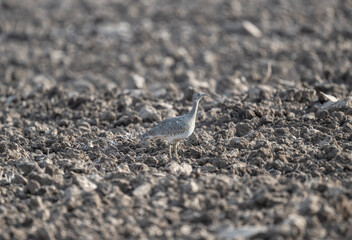 gray little bustard looking for a mate at sunset on a spring day - Powered by Adobe