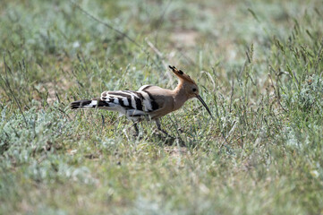 A colorful and beautiful hoopoe gathers food on the ground on a spring day
