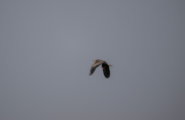 a red heron flies against the background of the deep sky with its wings spread wide