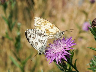 Schachbrettfalter bei der Paarung auf einer Flockenblume