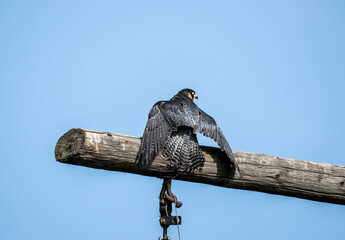 Hobby falcon bird on a spring day on a day hunt