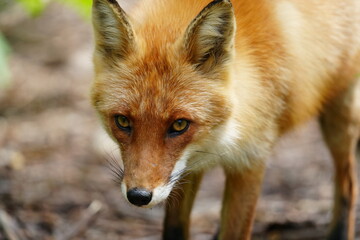 春の森で出会ったキタキツネ