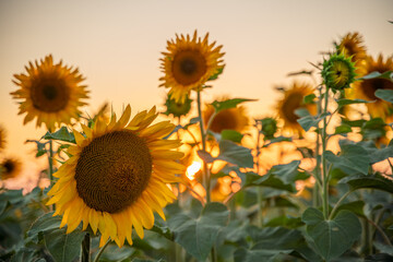 Field sunflowers in the warm light of the setting sun. Summer time. Concept agriculture oil production growing.