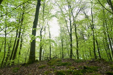 bright green forest with beech trees  in the morning