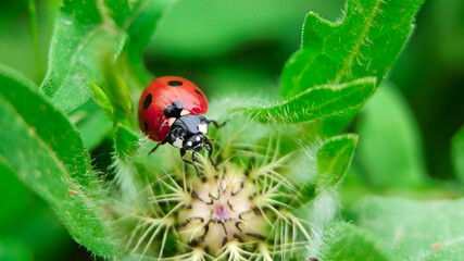 A red ladybug walks over the leaves of bits