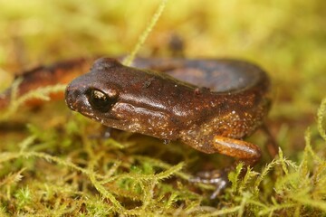 Naklejka premium Closeup on a North american, Pacific Ensatina eschscholtzii salamander, sitting in green moss