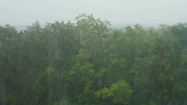 Heavy rain in summer. View from the window of the forest and a heavy downpour. Hurricane. Heavy pouring rain over green trees