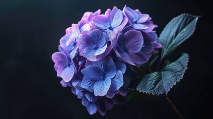 Stunning purple hydrangea flower against a dark glass backdrop