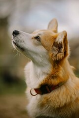 portrait of a dog