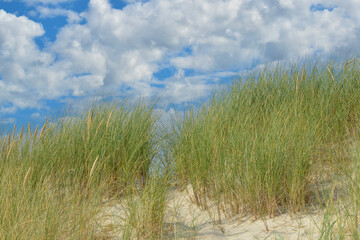 Fototapeta premium Dünen, Dänemark