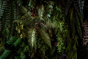 Herb wall, plant wall, natural green wallpaper and background. nature wall. Nature background of green forest