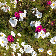 白とピンクのコスモスが一面にあるベクターイラスト、シームレス、背景素材