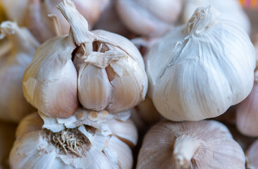 garlic photos
