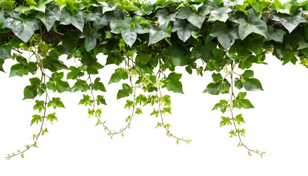 Efeu am oberen Rand isoliert auf wei&szlig;en Hintergrund, Freisteller