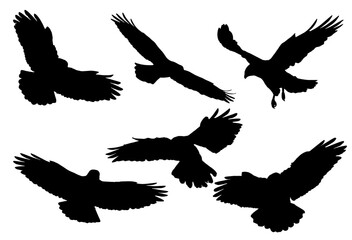 Eagle Silhouette Set Collection