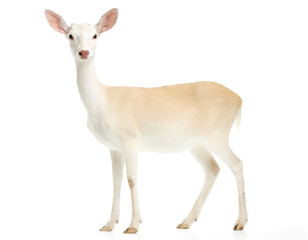 Fototapeta premium Albino Rehkuh stehend auf vier beinen isoliert auf weißen Hintergrund, Freisteller 