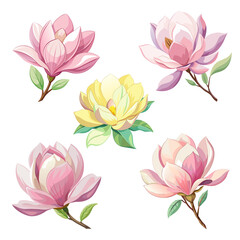 Set of beautiful magnolia flower art drawn on white background