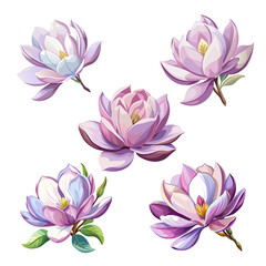 Set of beautiful magnolia flower art drawn on white background