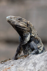 Side profile of a Mexican iguana perched on a rock