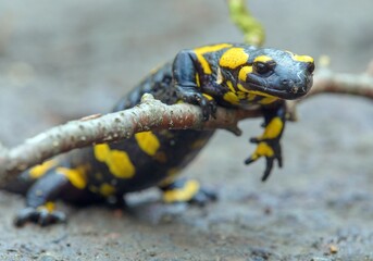 the fire salamander, in latin salamandra salamandra