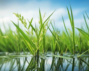 Closeup of rice plants at paddy field, water reflecting the sky, emphasizing the crops importance in global food security