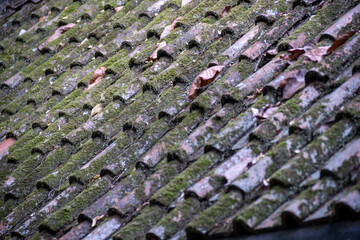 A close-up of mossy old roof tiles. Background concept. Text copy space
