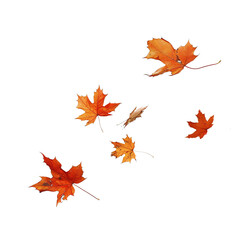 Autumn fall banner with falling maple leaves . Flying color leaves, on white background