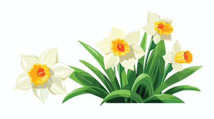 Daffodil blossom. Spring flower narcissus buds leaf