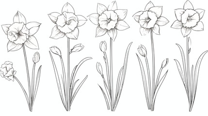 Daffodils flowers contoured botanical drawing. Engr
