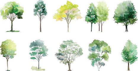 tree watercolor vector illustration, Minimal style tree painting hand drawn, Side view, set of graphics trees elements drawing for architecture and landscape design. summer - obrazy, fototapety, plakaty
