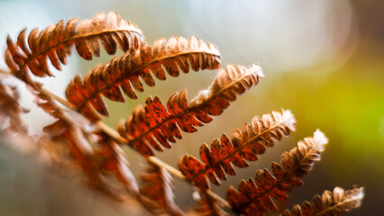 Macro de feuilles de fougère marrons
