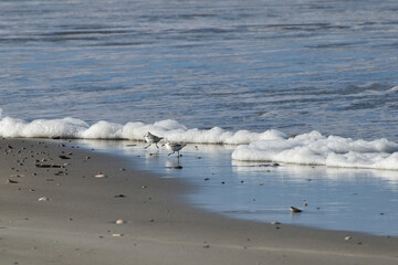 Borkum, Schaumalge, Phaeocystis globosa