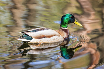 Wild duck swims in a forest lake