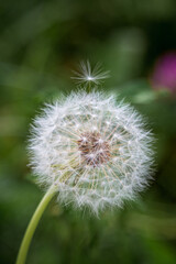 A closeup of dandelion flower blooming.