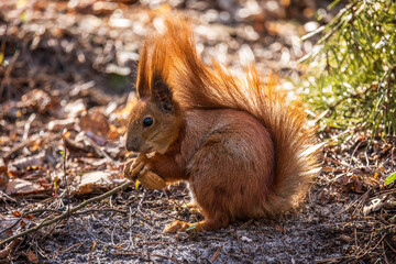 Red squirrel in the forest