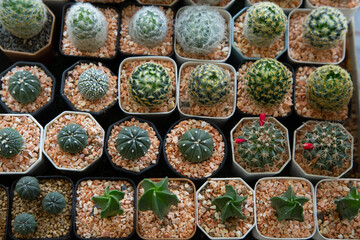 Many small cacti are planted in square baskets. Put on the shelf for sale