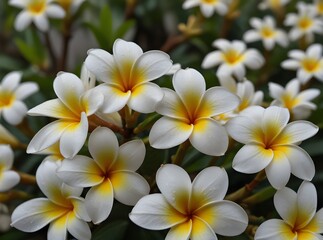 Obraz na płótnie Canvas Default_Plumeria_flowers_beautiful_flowers_in_the_garden_white_0 (1).jpg
