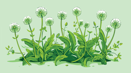 Beautiful drawing of dandelion plant with ripe seed