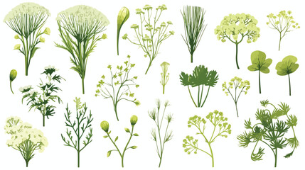 Dill set. Hand drawn sketch collection with greens