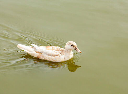 White pekin ducks also known as Aylesbury or Long Island ducks flapping and spreading wings