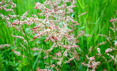 flowers in the grass