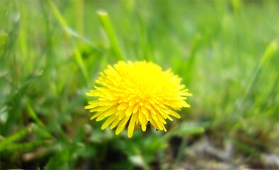 dandelion on grass