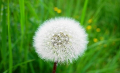 dandelion on green grass